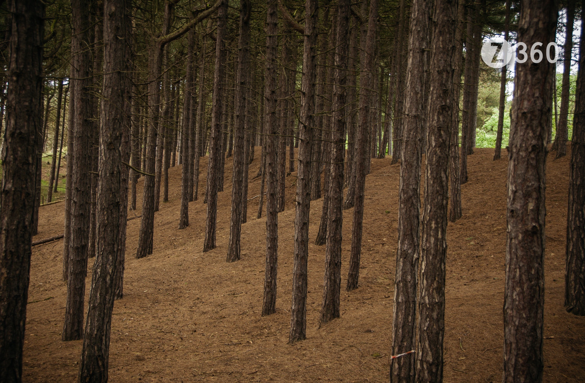 Freshfield Dune Heath, Formby, Merseyside