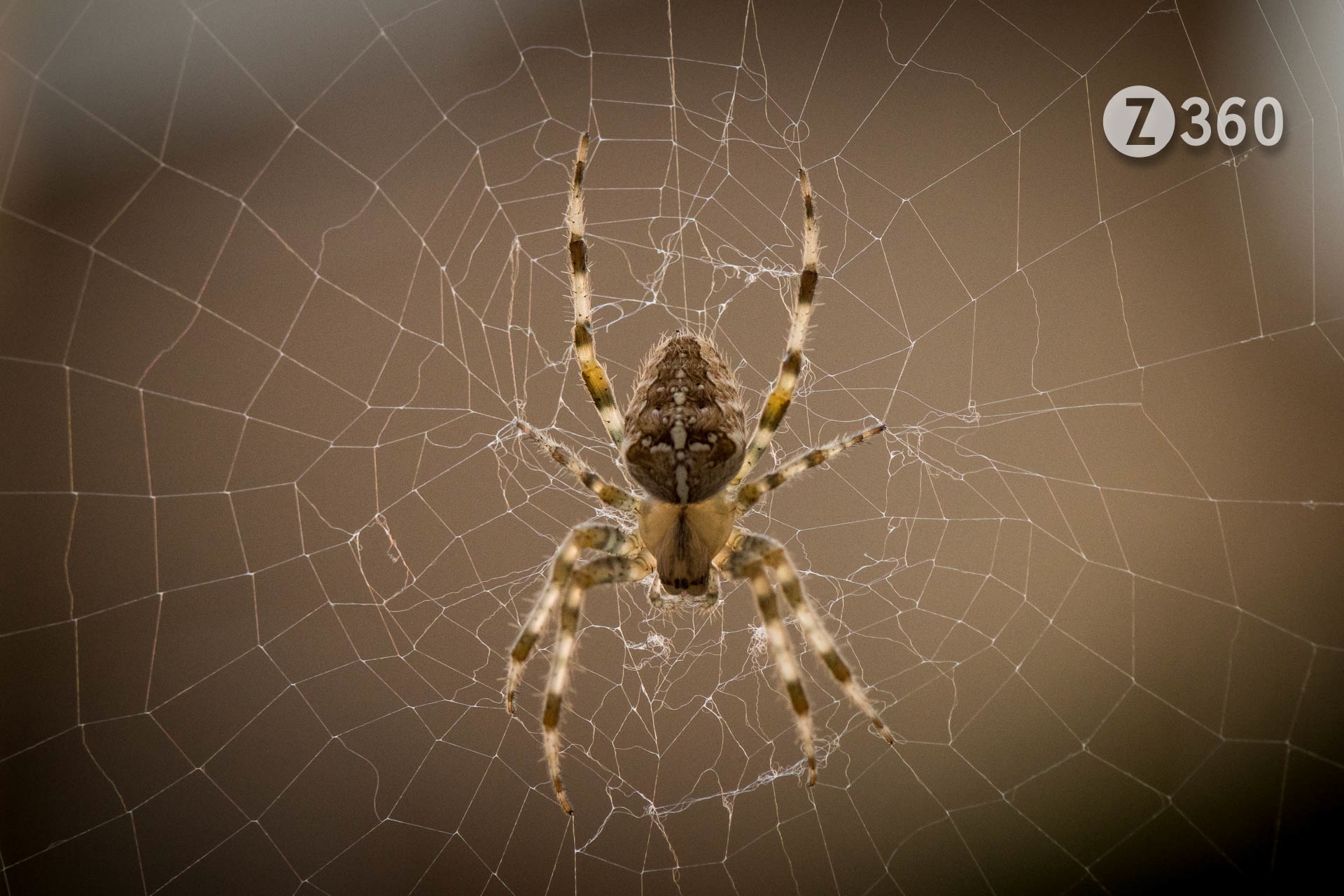 Aka European garden spider, Diadem spider, or Cross Orb-weaver Spider
