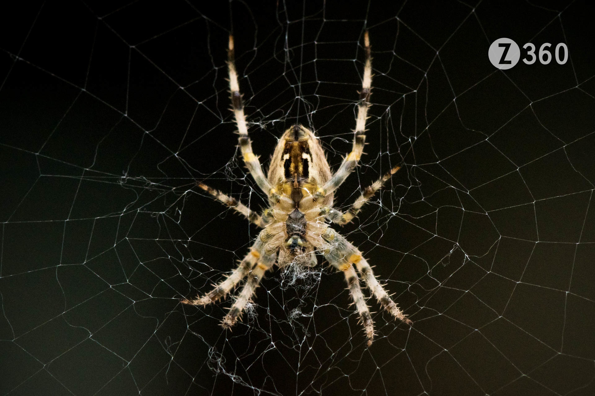 Aka European garden spider, Diadem spider, or Cross Orb-weaver Spider