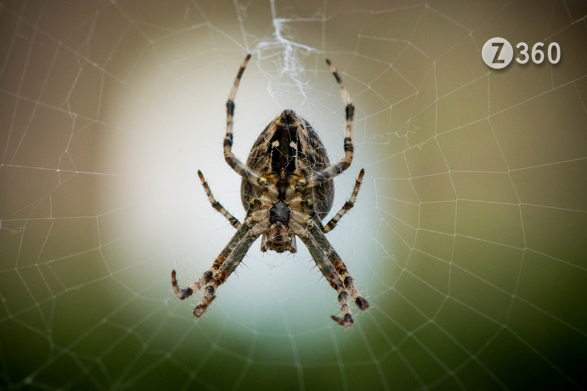 Aka European garden spider, Diadem spider, or Cross Orb-weaver Spider