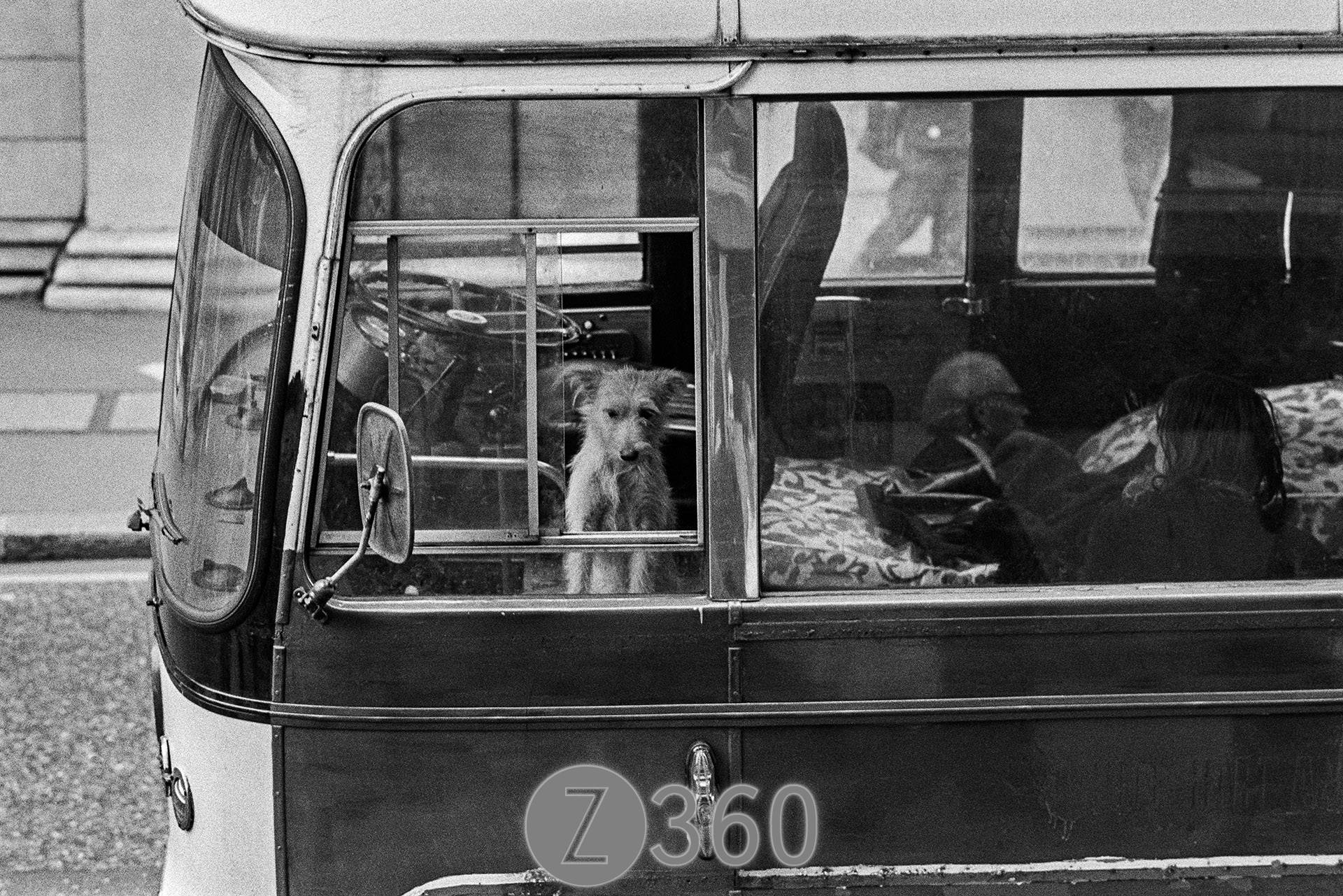 The Coach dog looks on