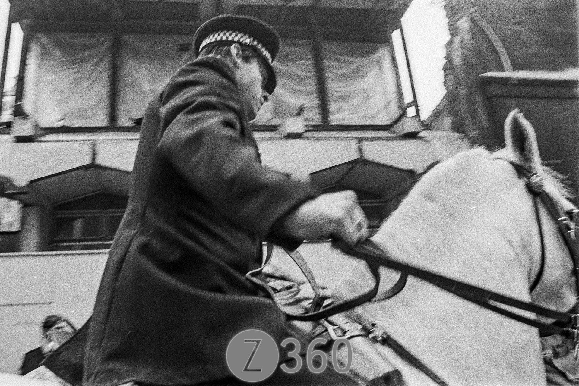 Horses arrive