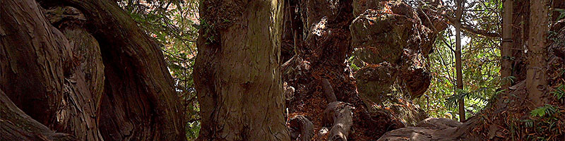 The Totteridge Yew 4k
